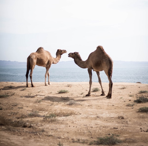 Mis teeb kaamelivilla eriliseks?